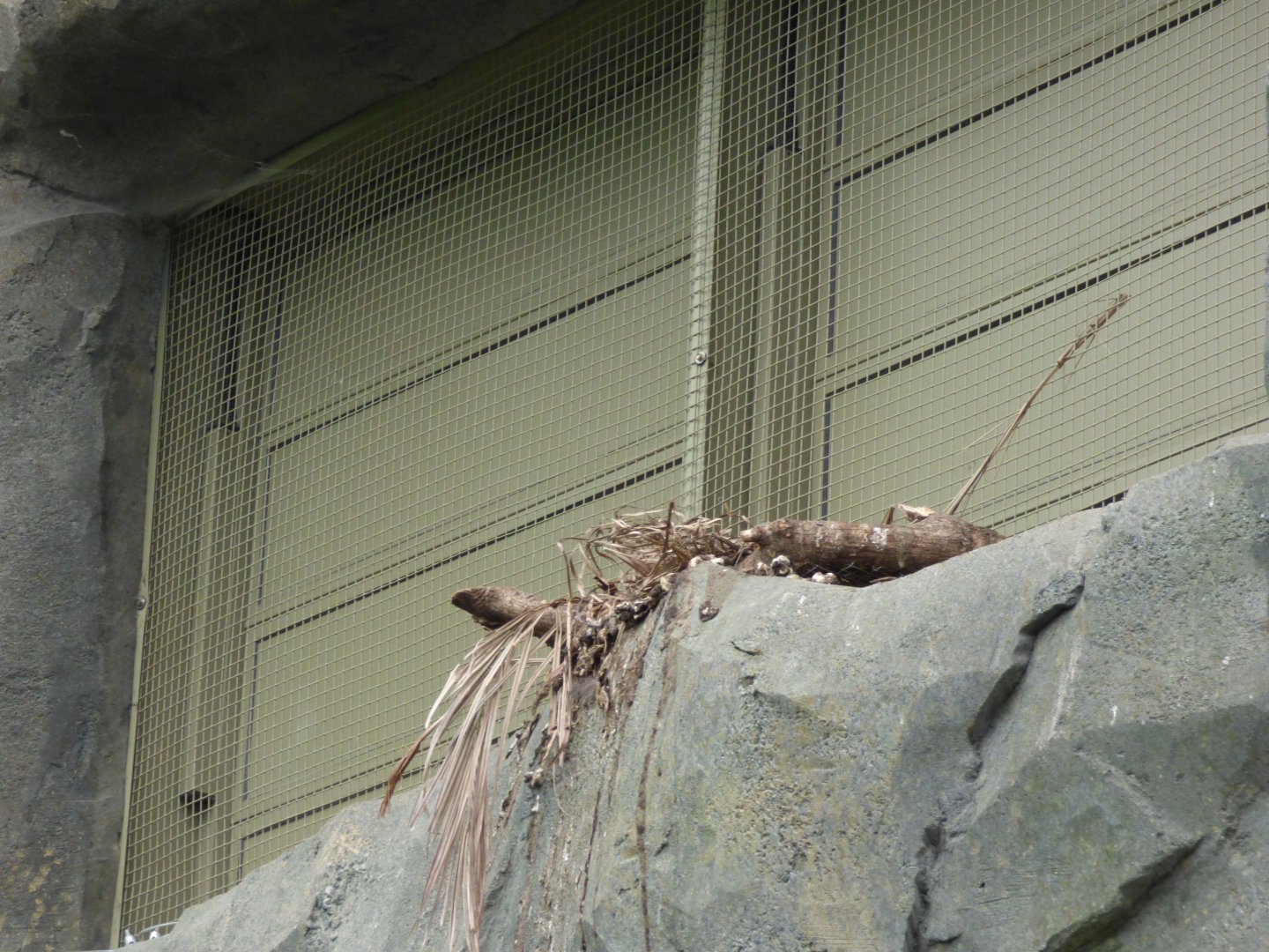 Empty Crowned Pigeon Nest