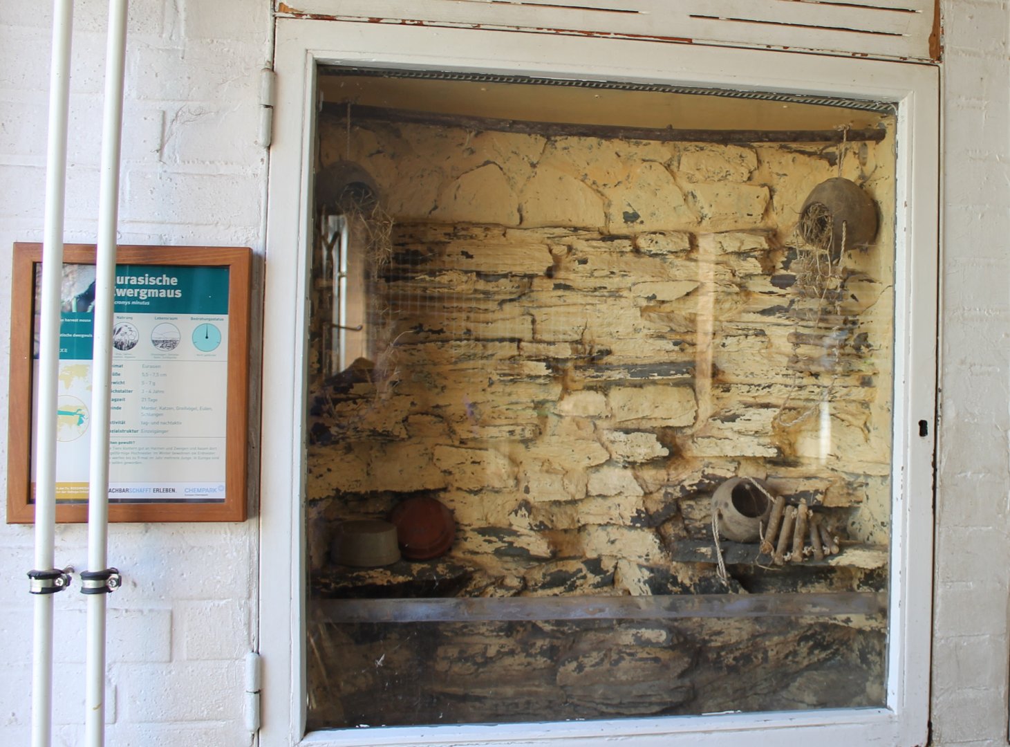 Empty enclosure Eurasian harvest mouse