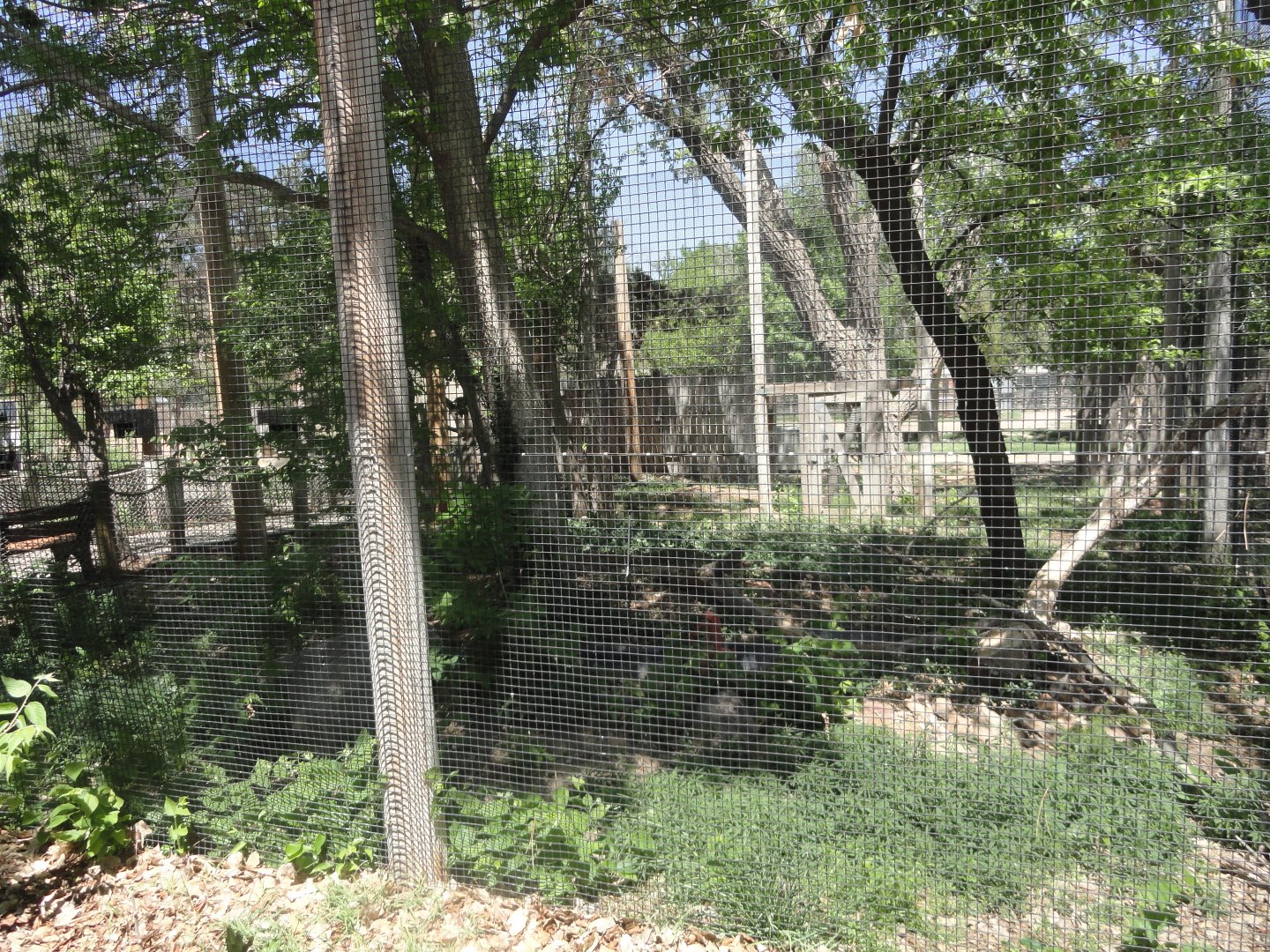 Empty Exhibit Adjacent to Walkthrough Aviary