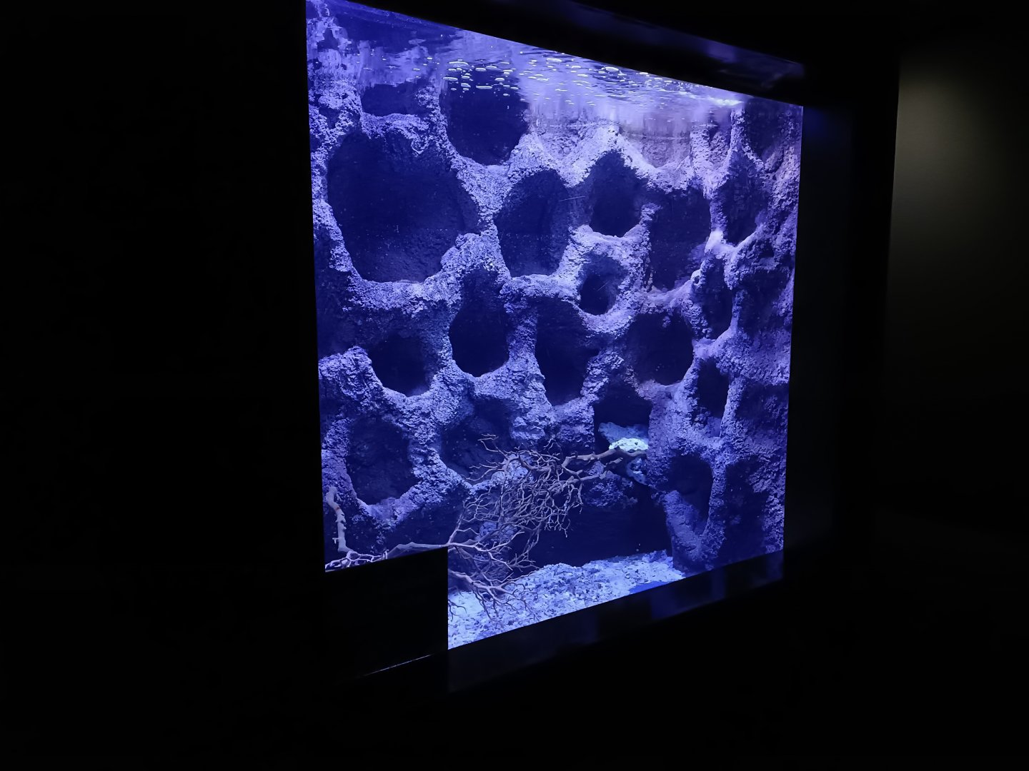 Empty exhibit - Bioparc Acuario de Gijón