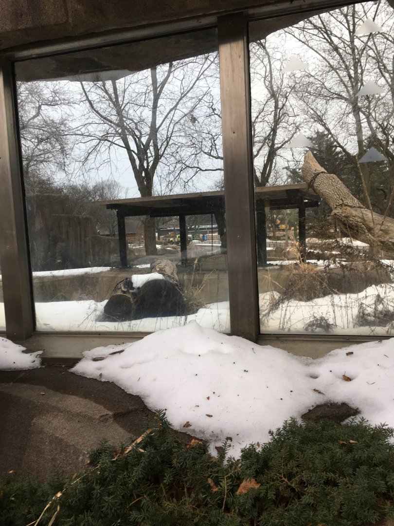 Empty exhibit (former Asian black bear)