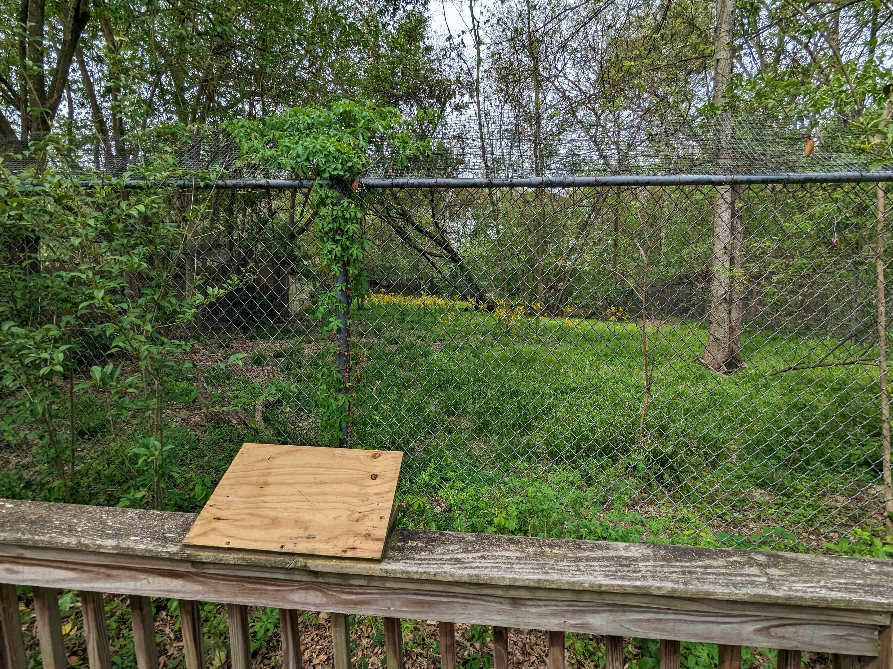 Empty Exhibit (former red wolf)