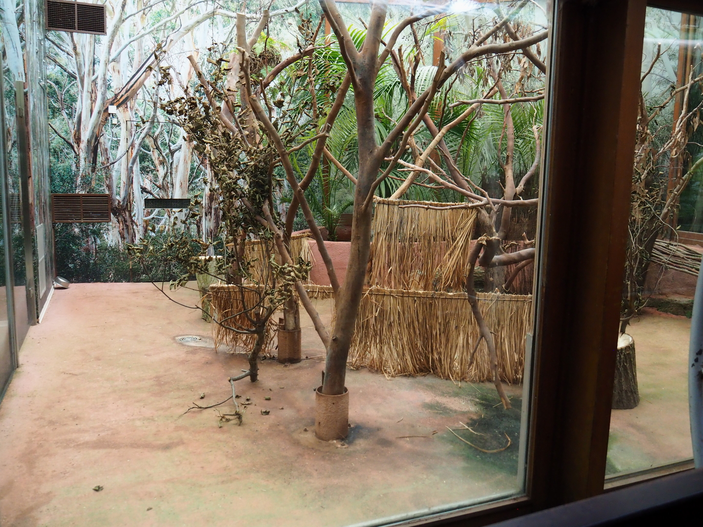 Empty exhibit in the koala house, with straw/branch mats and wooden shelter, 2021-10-10