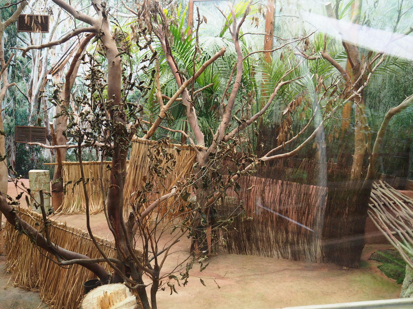 Empty exhibit in the koala house, with straw/branch mats and wooden shelter, 2021-10-10