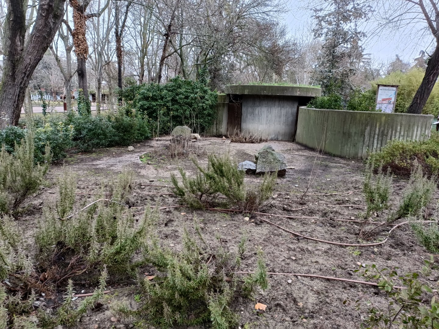 Empty exhibit- Old collared peccary