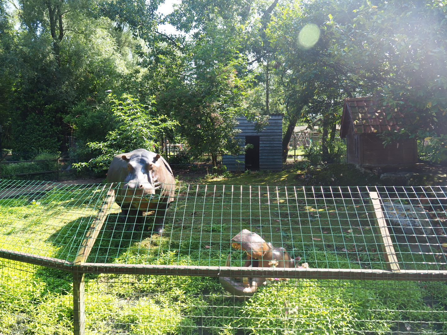 Empty exhibit - With plastic hippopotamus statues, 2019-08-04