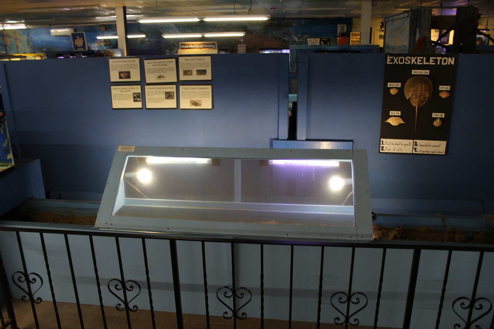 Empty Fiddler Crab Display