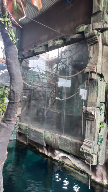 Empty howler exhibit - São Paulo aquarium