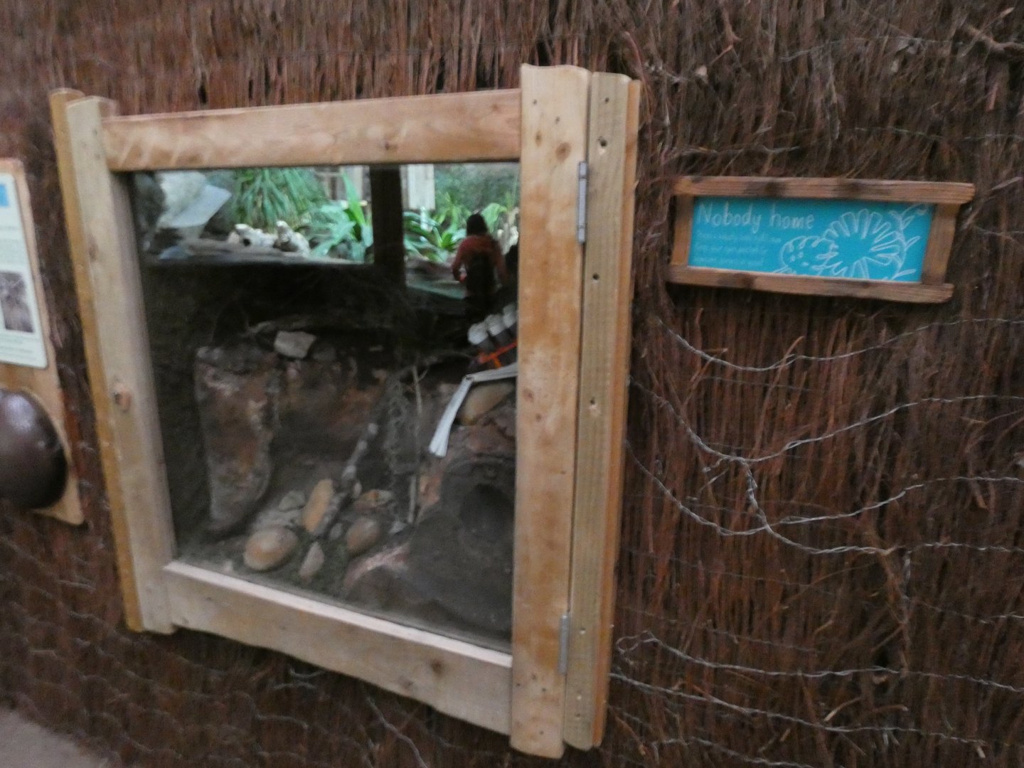 Empty Montserrat Turantula Enclosure in Dragons in Danger