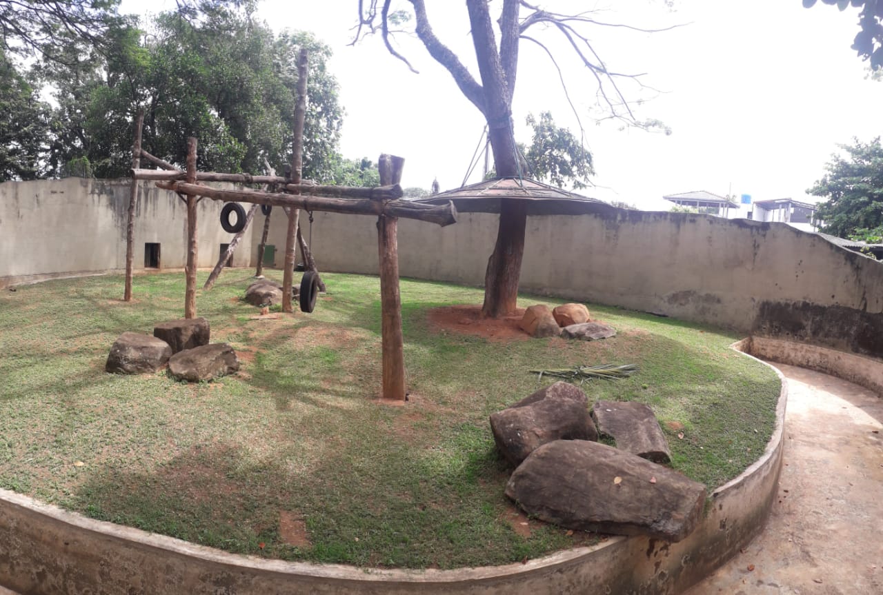 Empty Orangutan exhibit