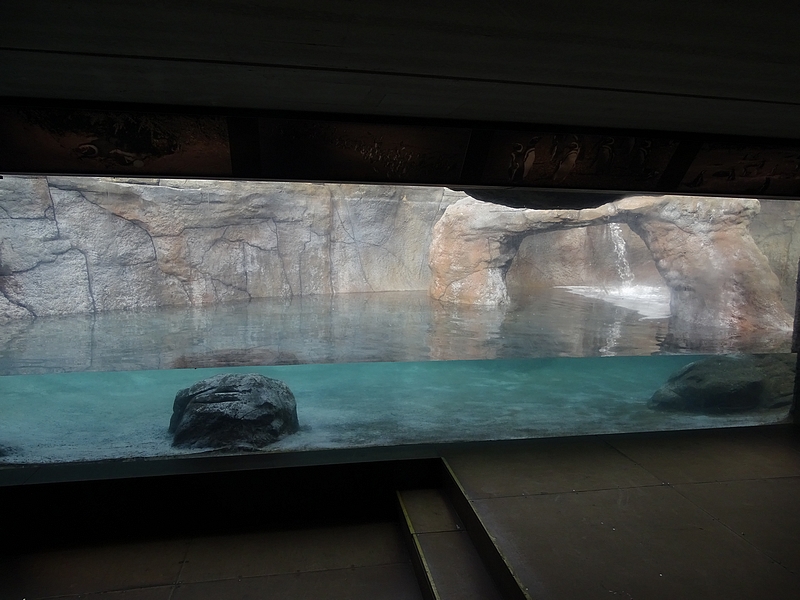 Empty penguin enclosure