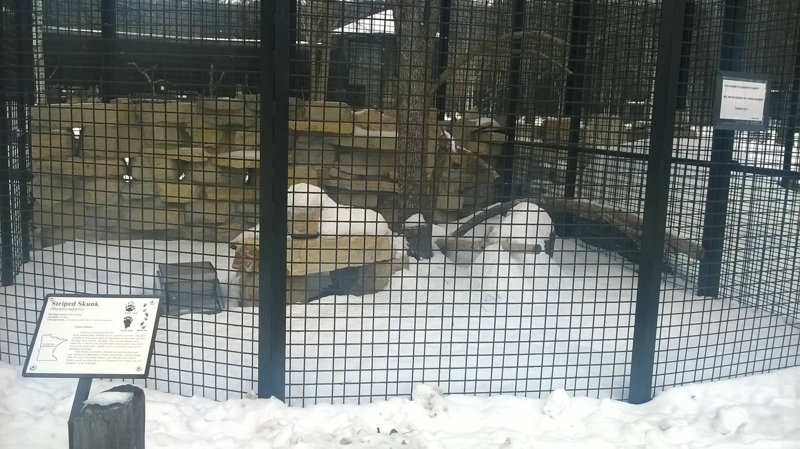 Empty Stripped Skunk Exhibit