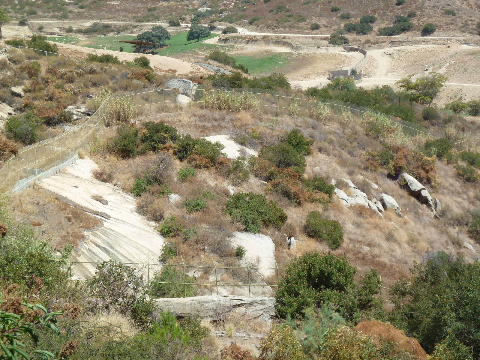 Empty Sumatran Tiger Exhibit