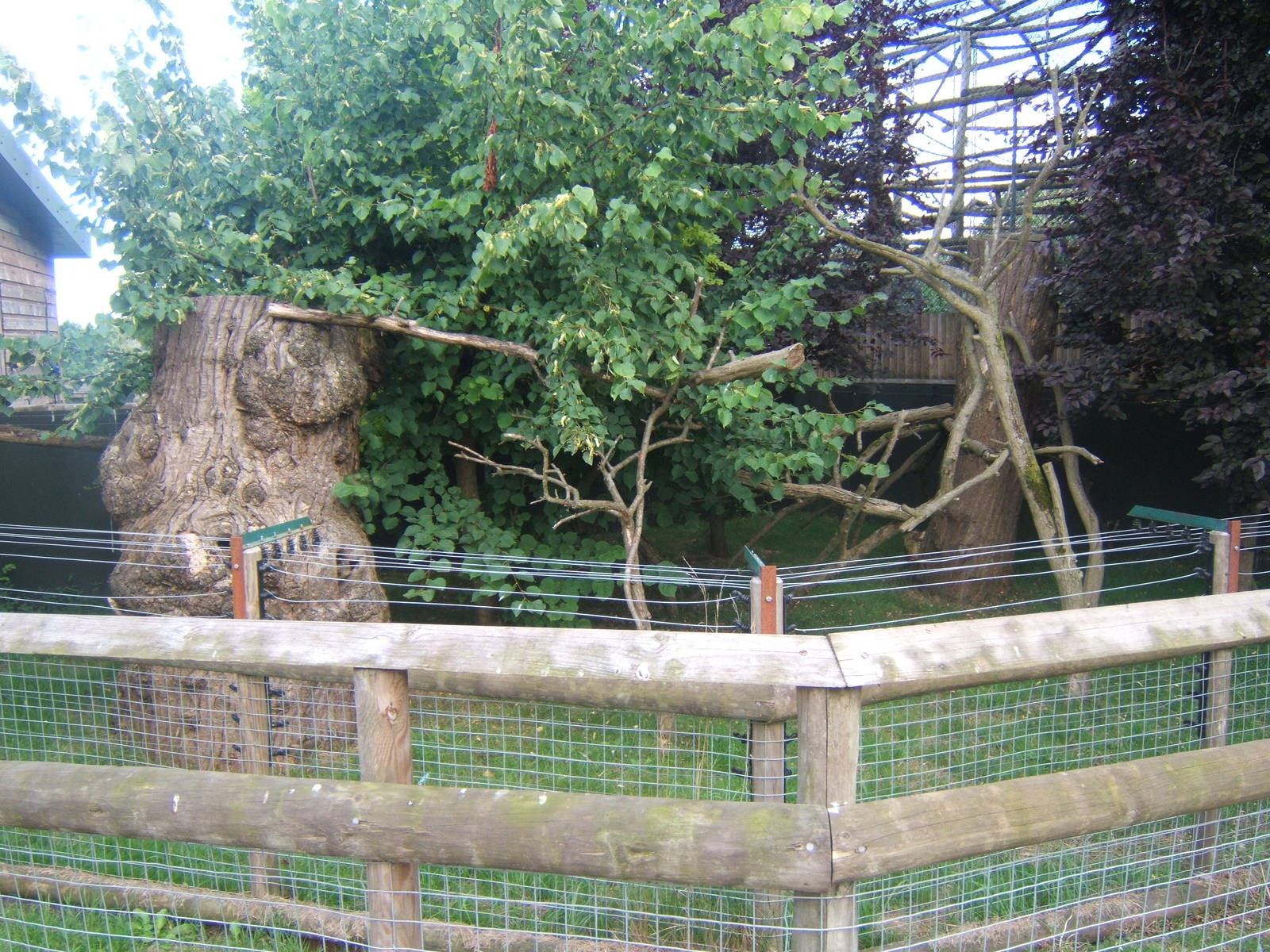 Empty Tamandu enclosure