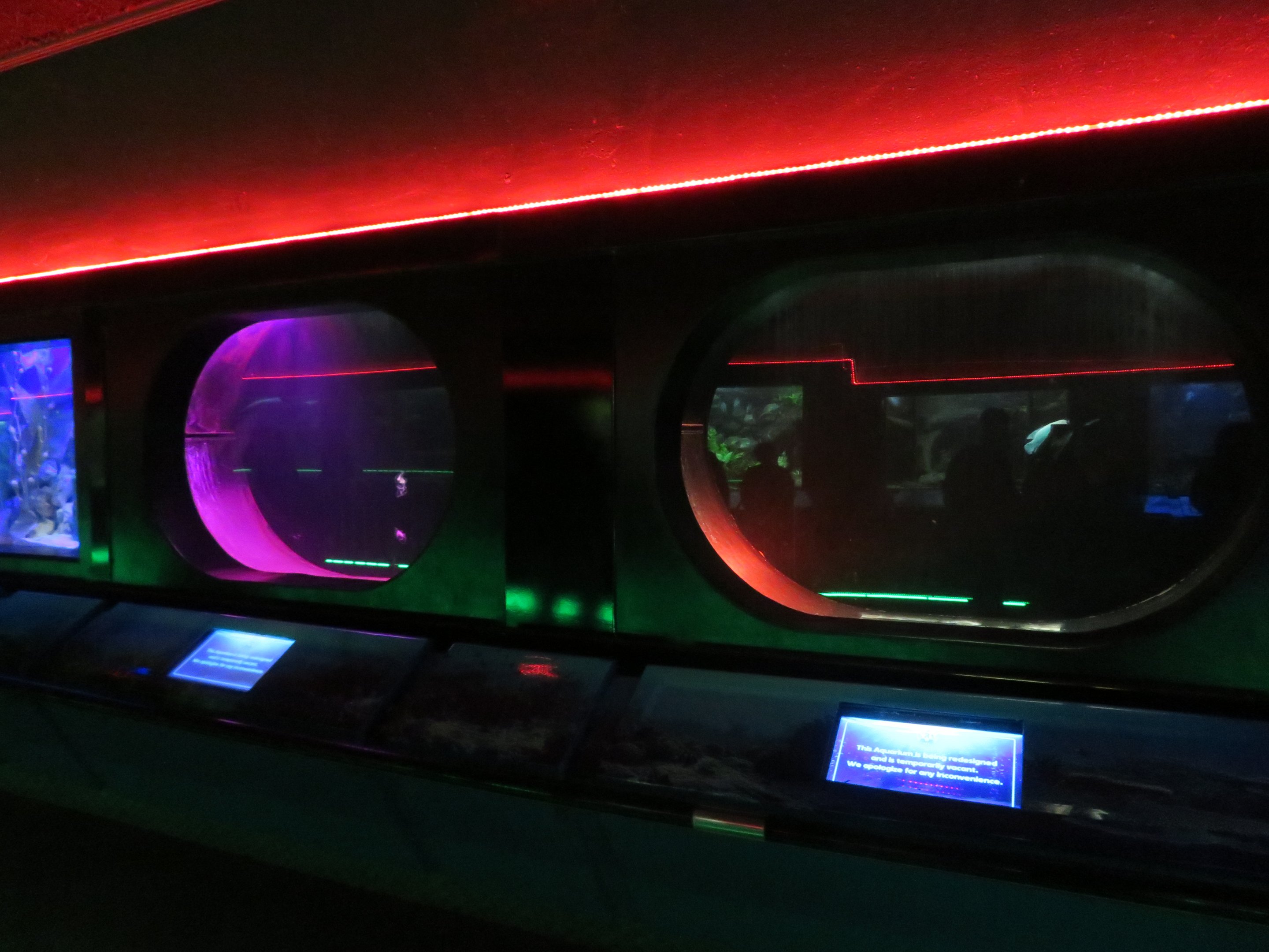 Empty Tanks (Moon Jellies?)