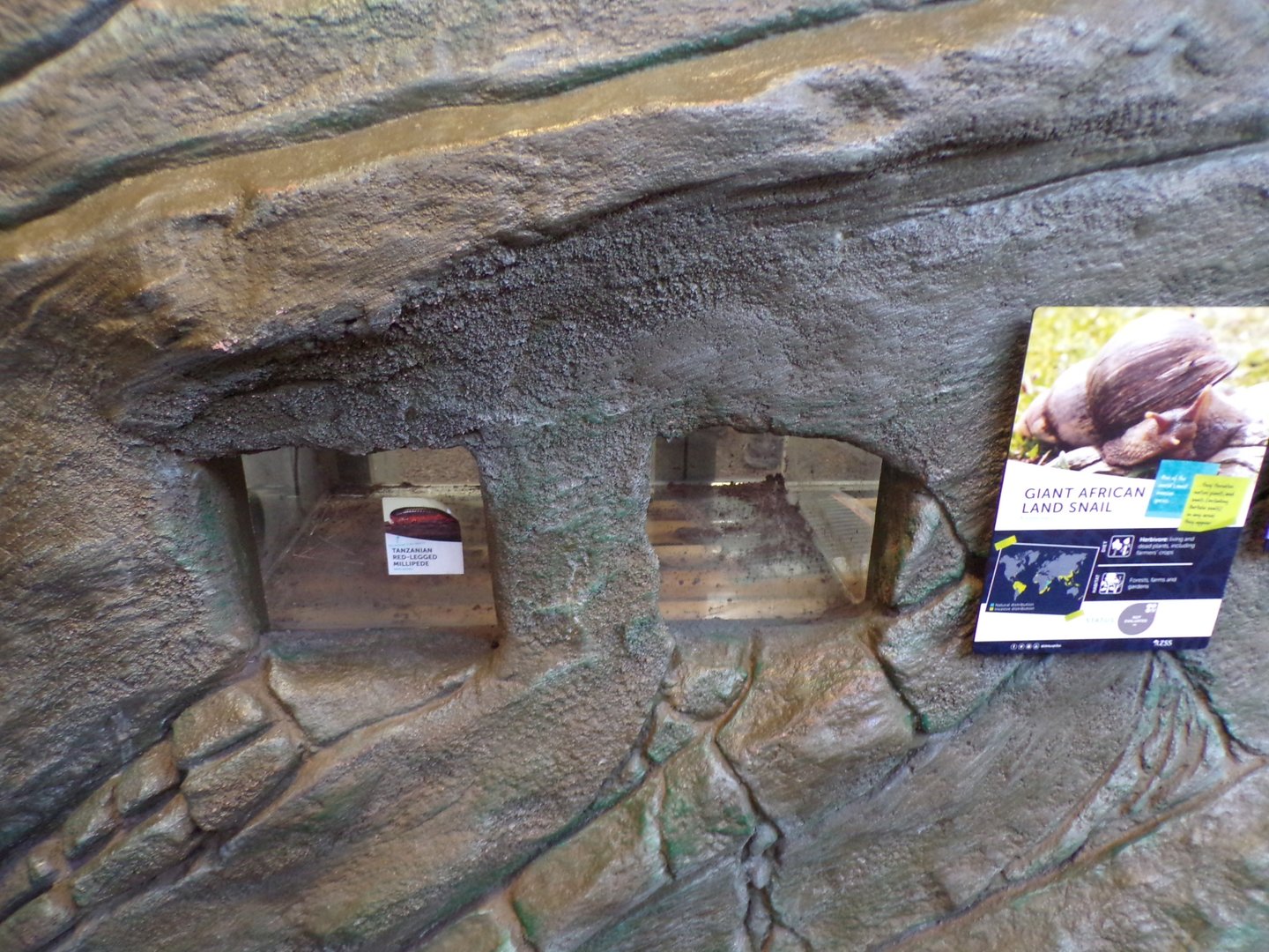 Empty Tanzanian millipede/ giant African land snail terrarium  11.3.23