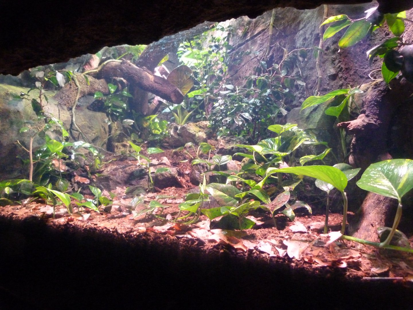 Empty terrarium -Faunia (2025)