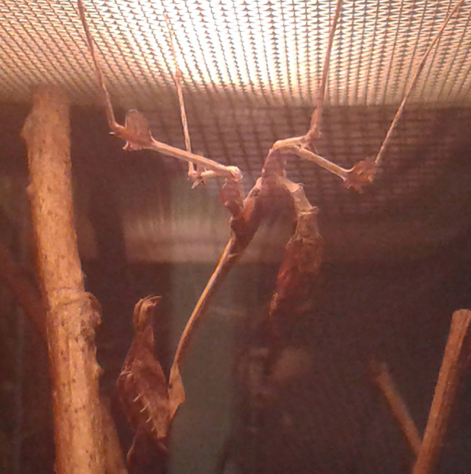 Empusa fasciata - a praying mantis-species