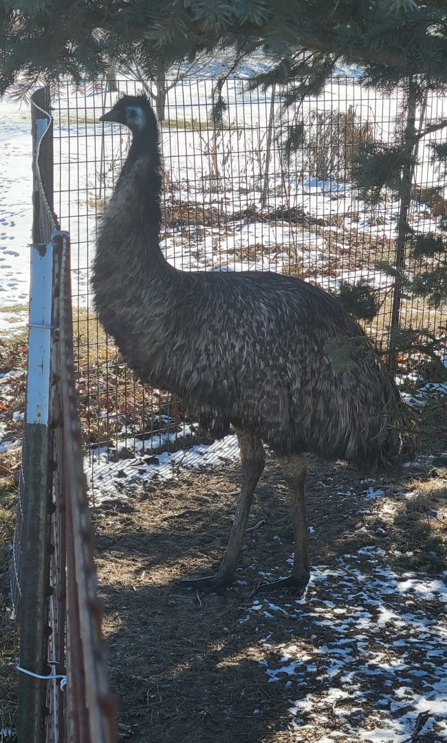 Emu (1/25/25)