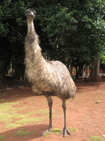 Emu 1