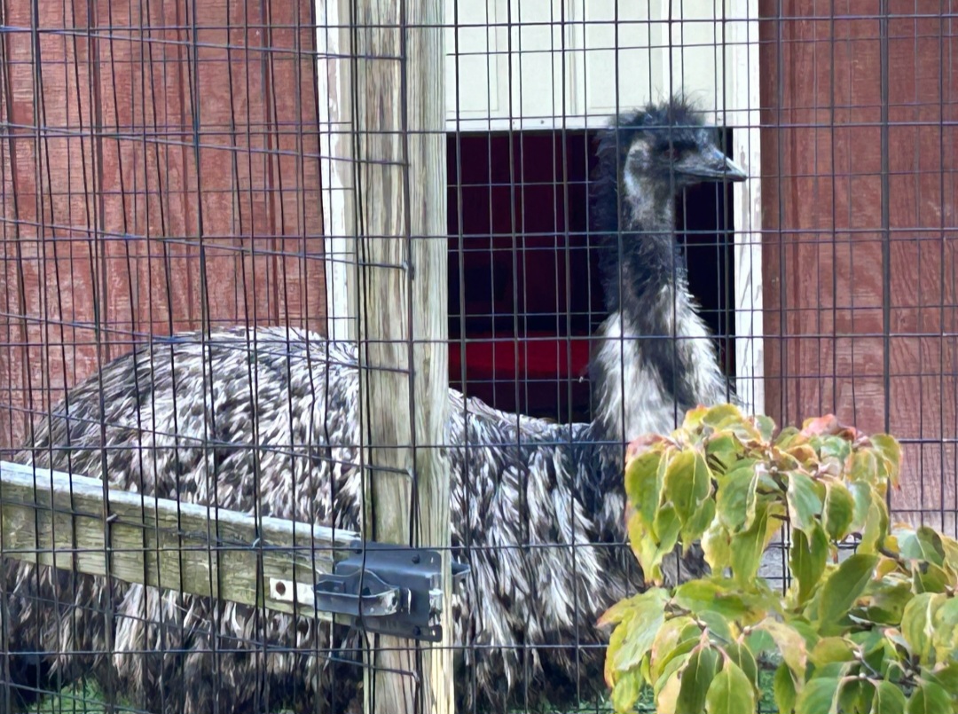 Emu (10/19/24)