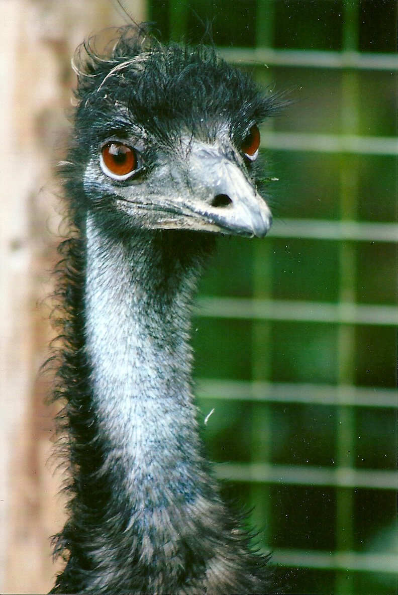 Emu 10th September 2012