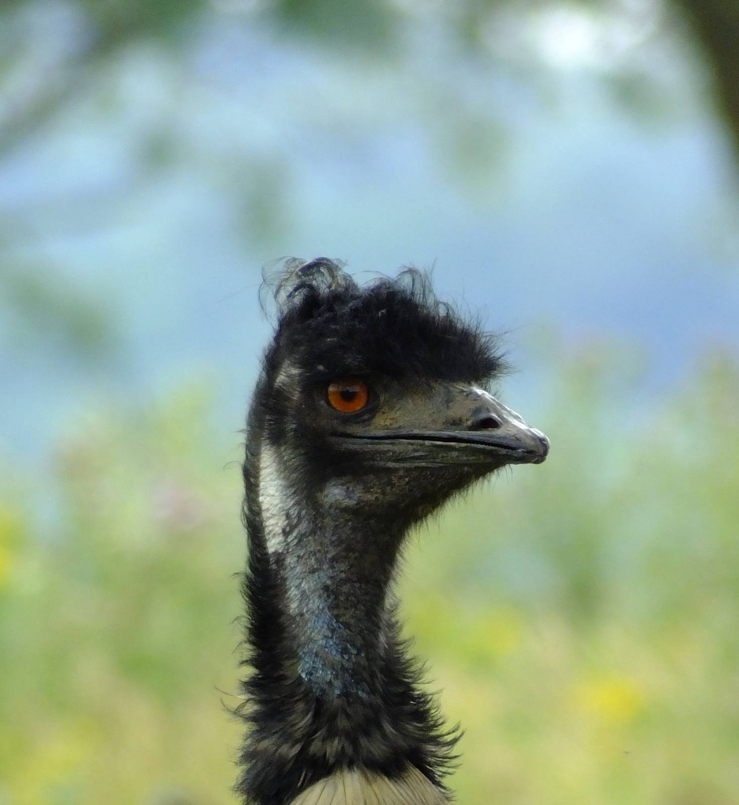 Emu, 12 July 2014