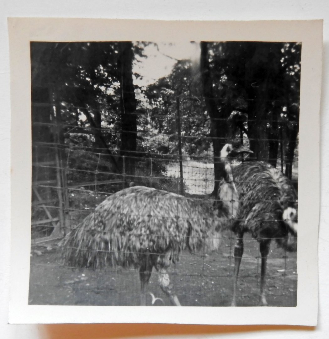 Emu 1949