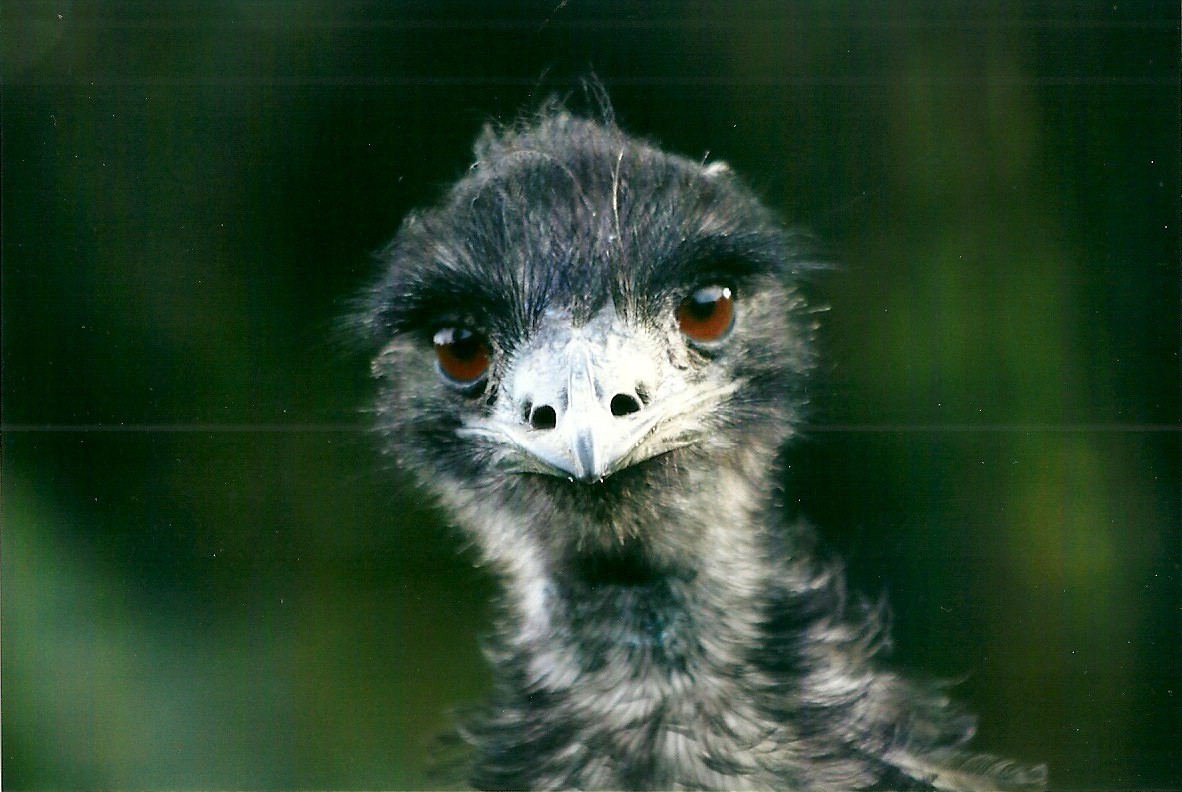 Emu 1st November 2012