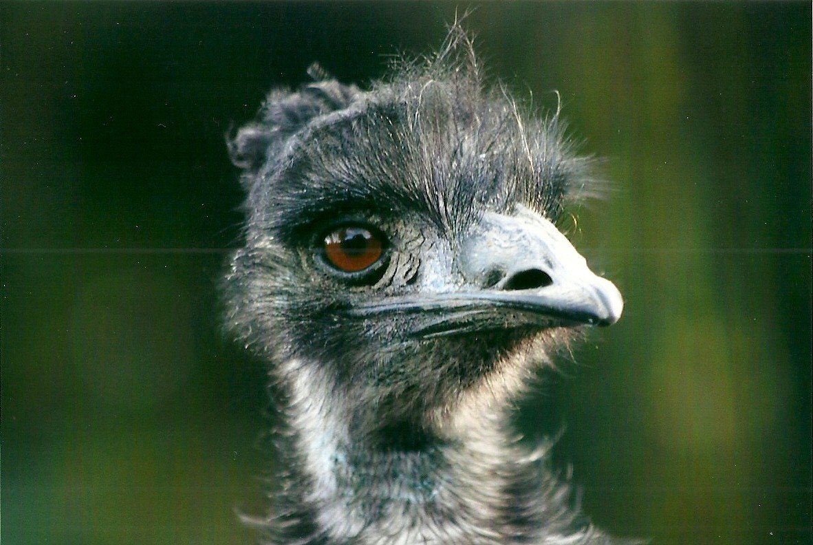 Emu 1st November 2012