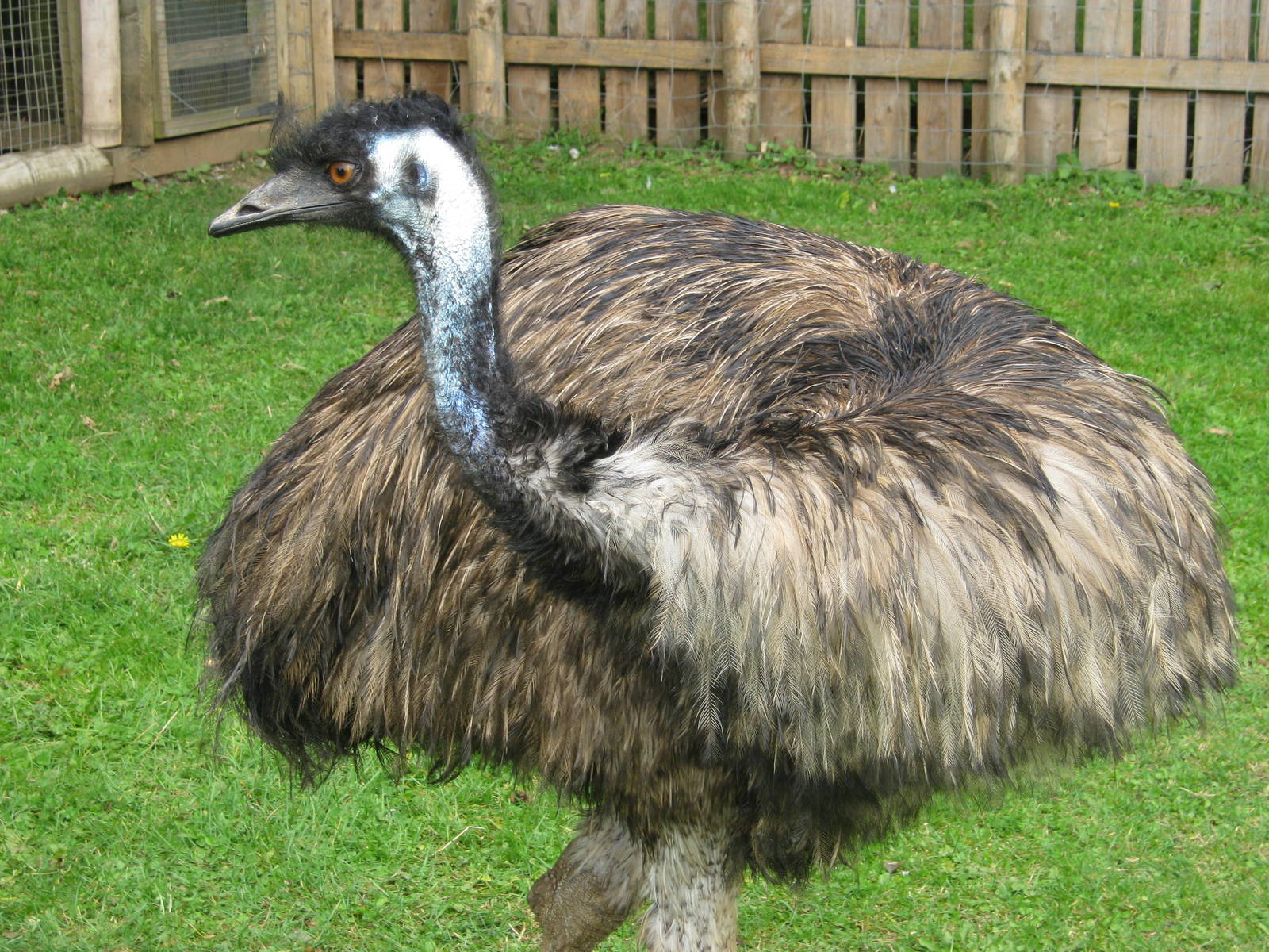 Emu 2011.