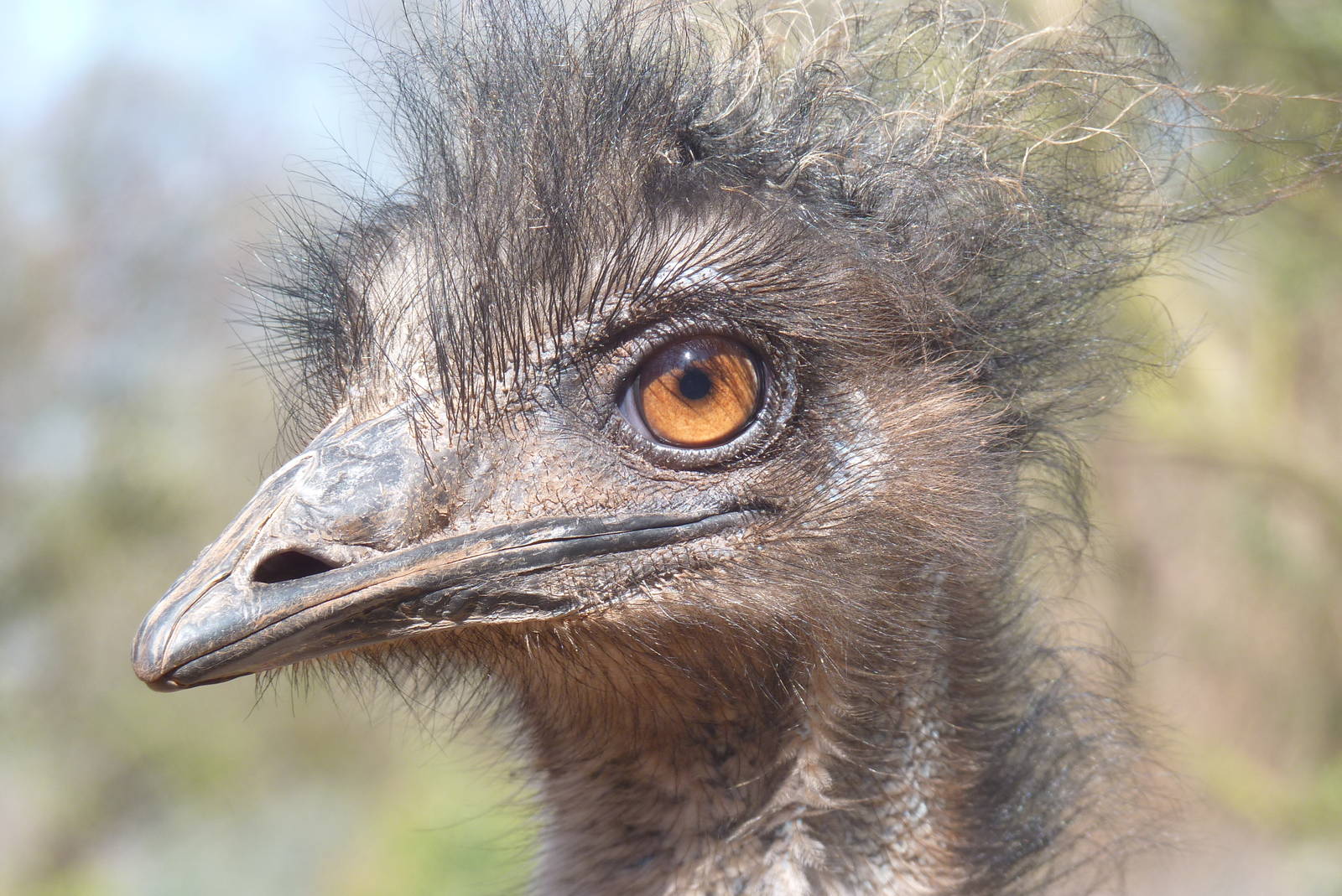 Emu, 3 April 2013