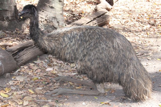 Emu 3