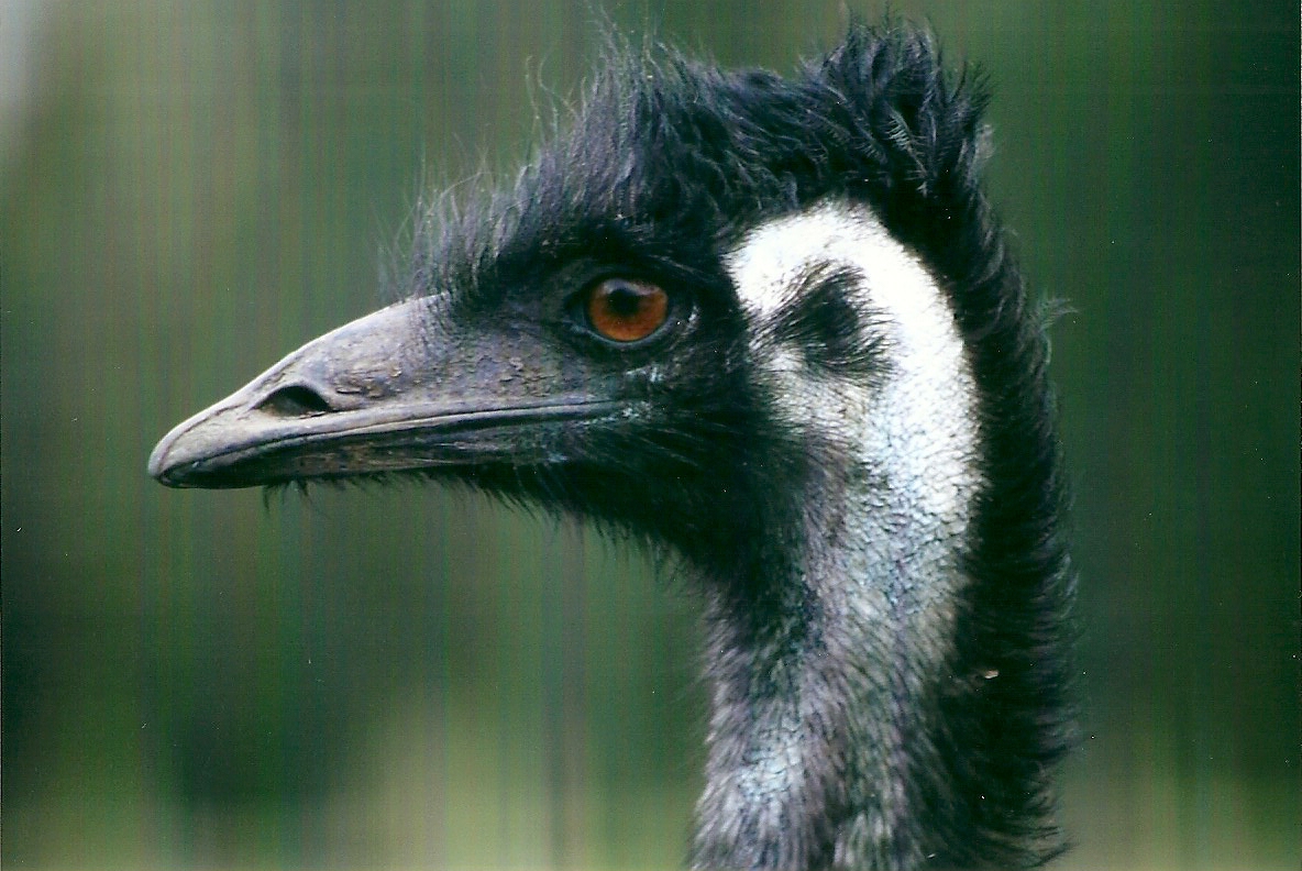 Emu 4th January 2013