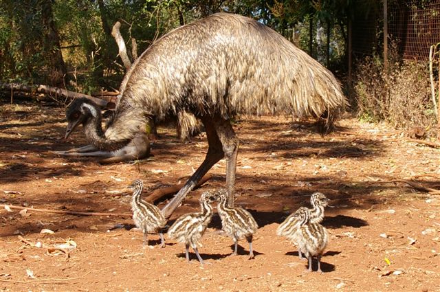 Emu 7