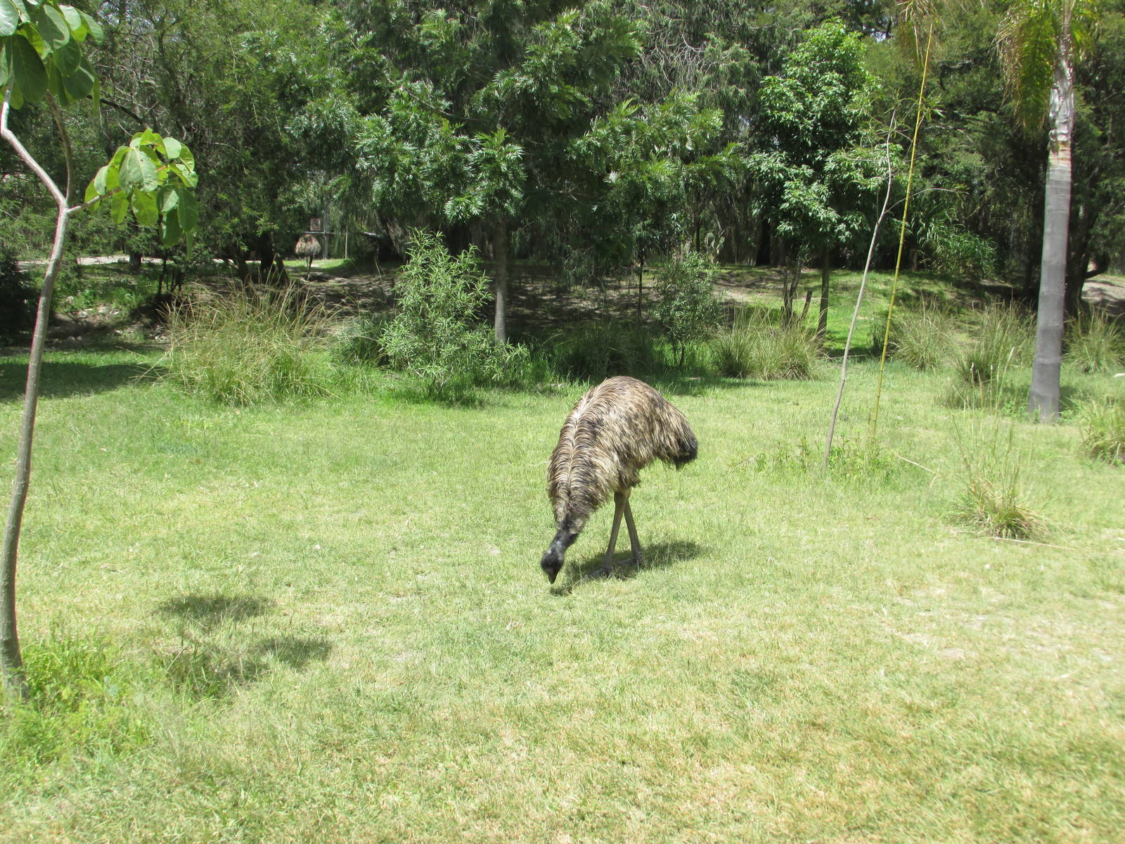 emu africam safari