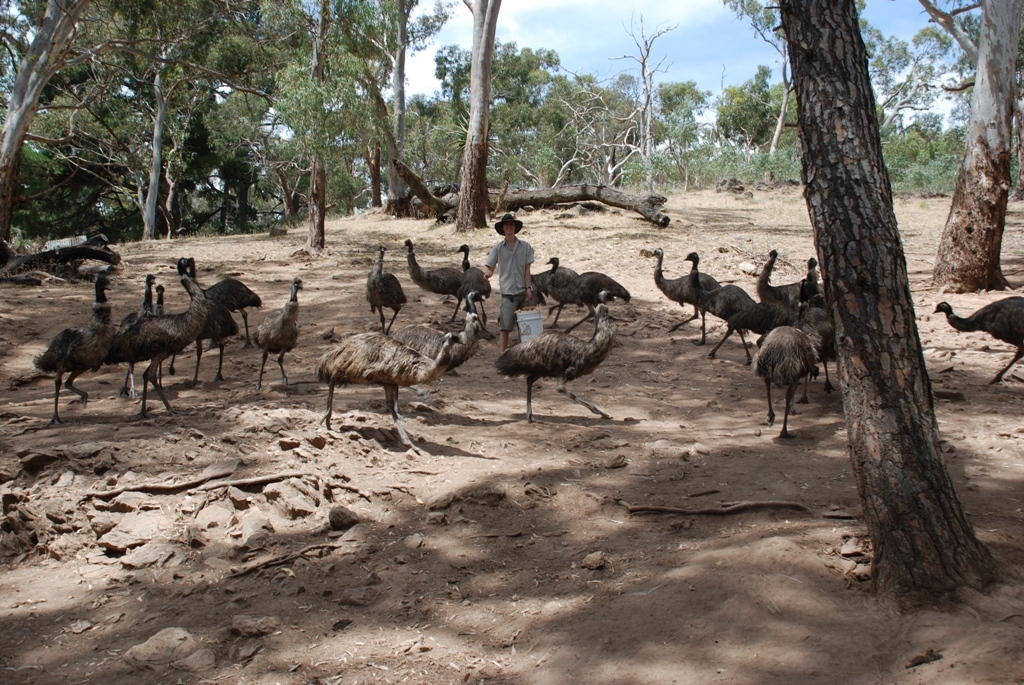 Emu and 1