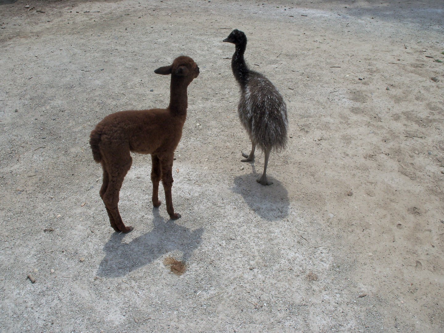 Emu and Alpaca