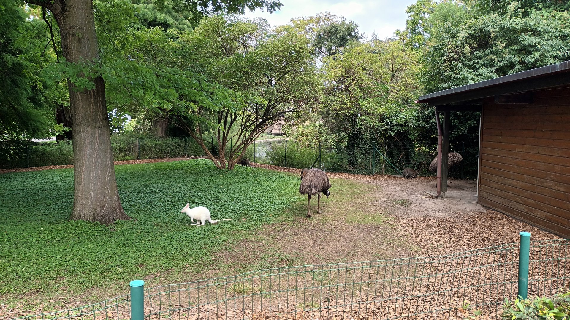 Emu and Bennetts Wallaby Enclosure