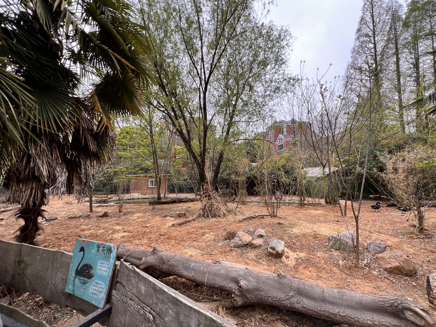 Emu and Black Swan Exhibit