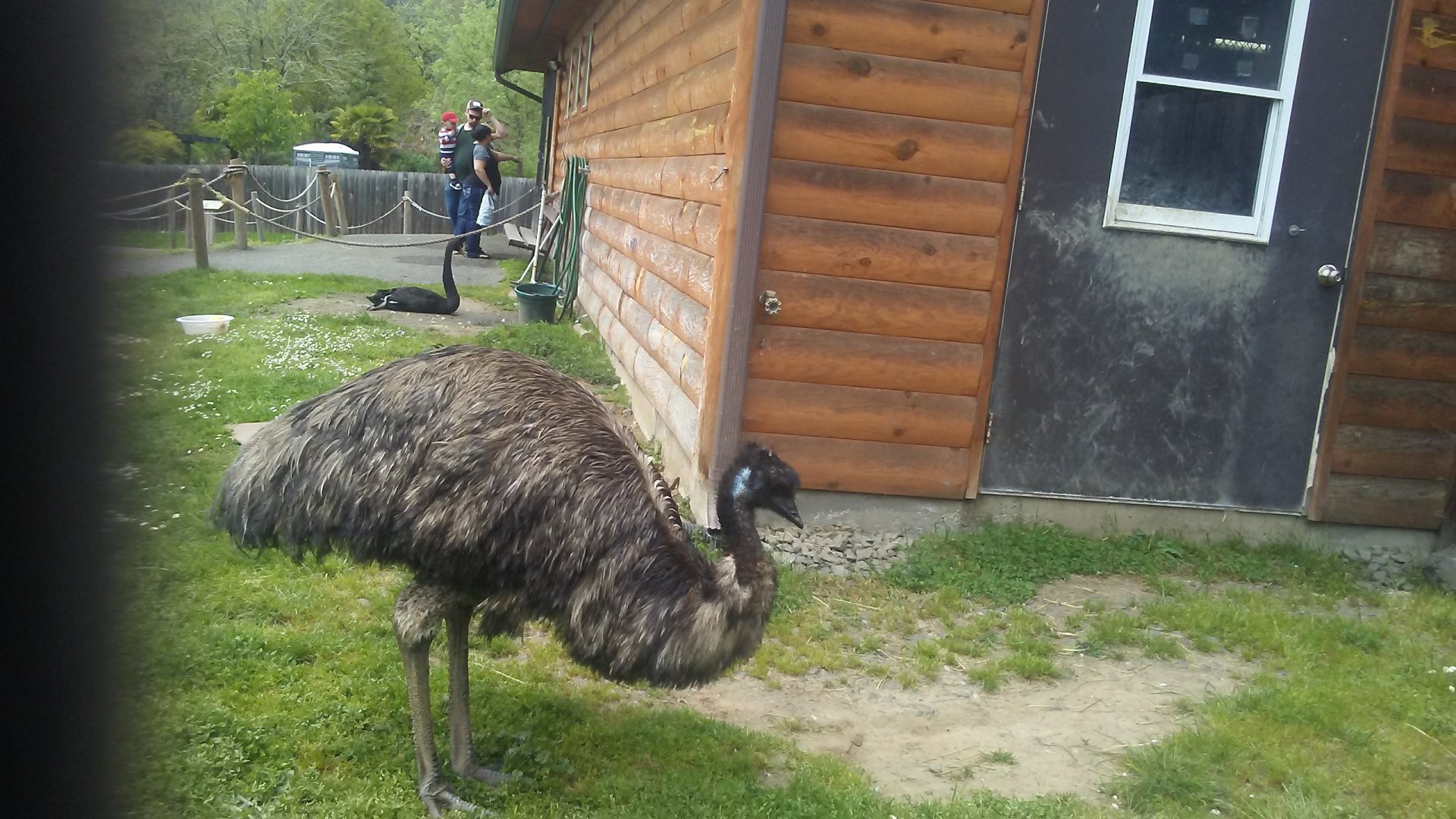 Emu and black swan