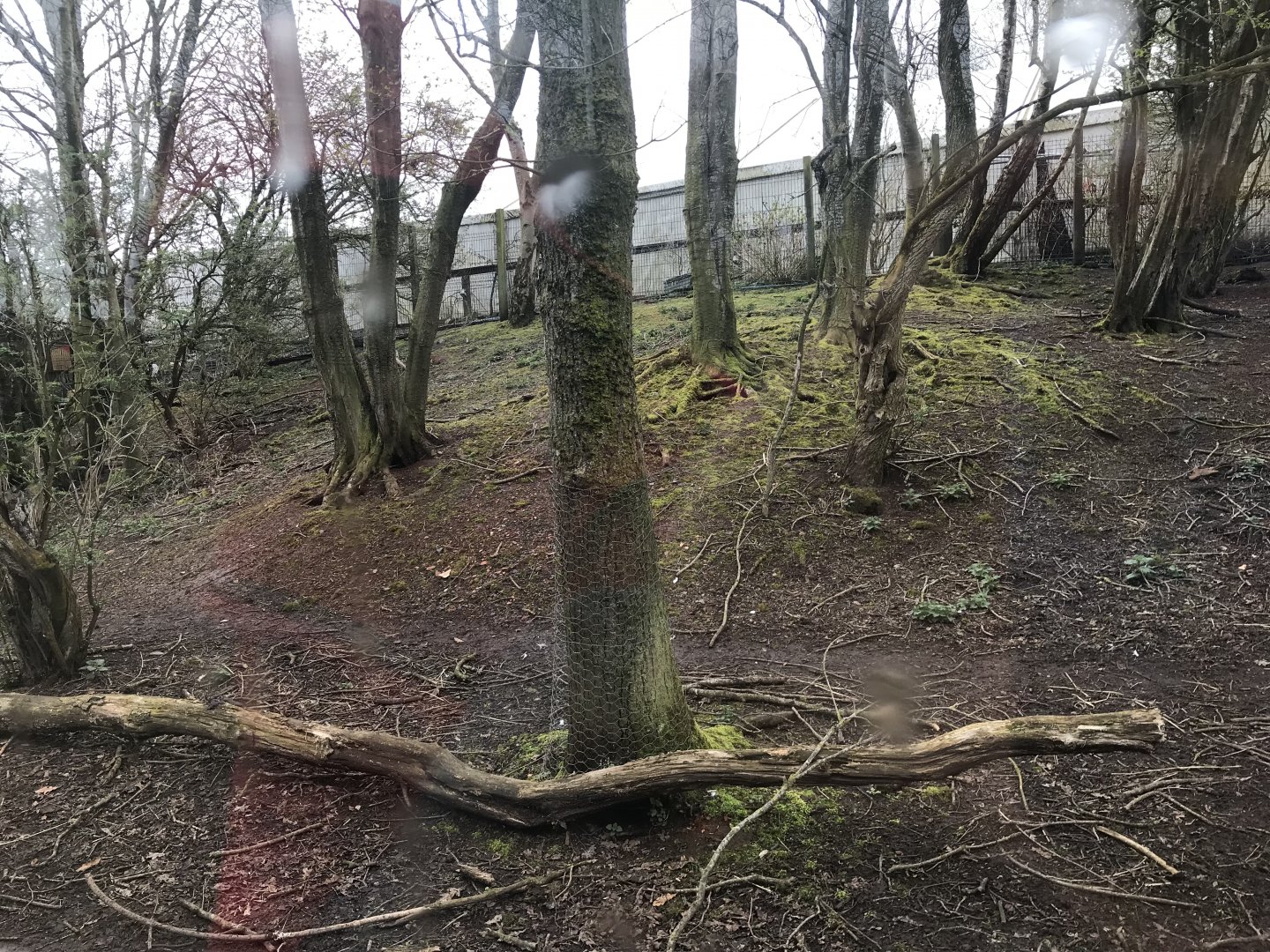 Emu and capybara enclosure
