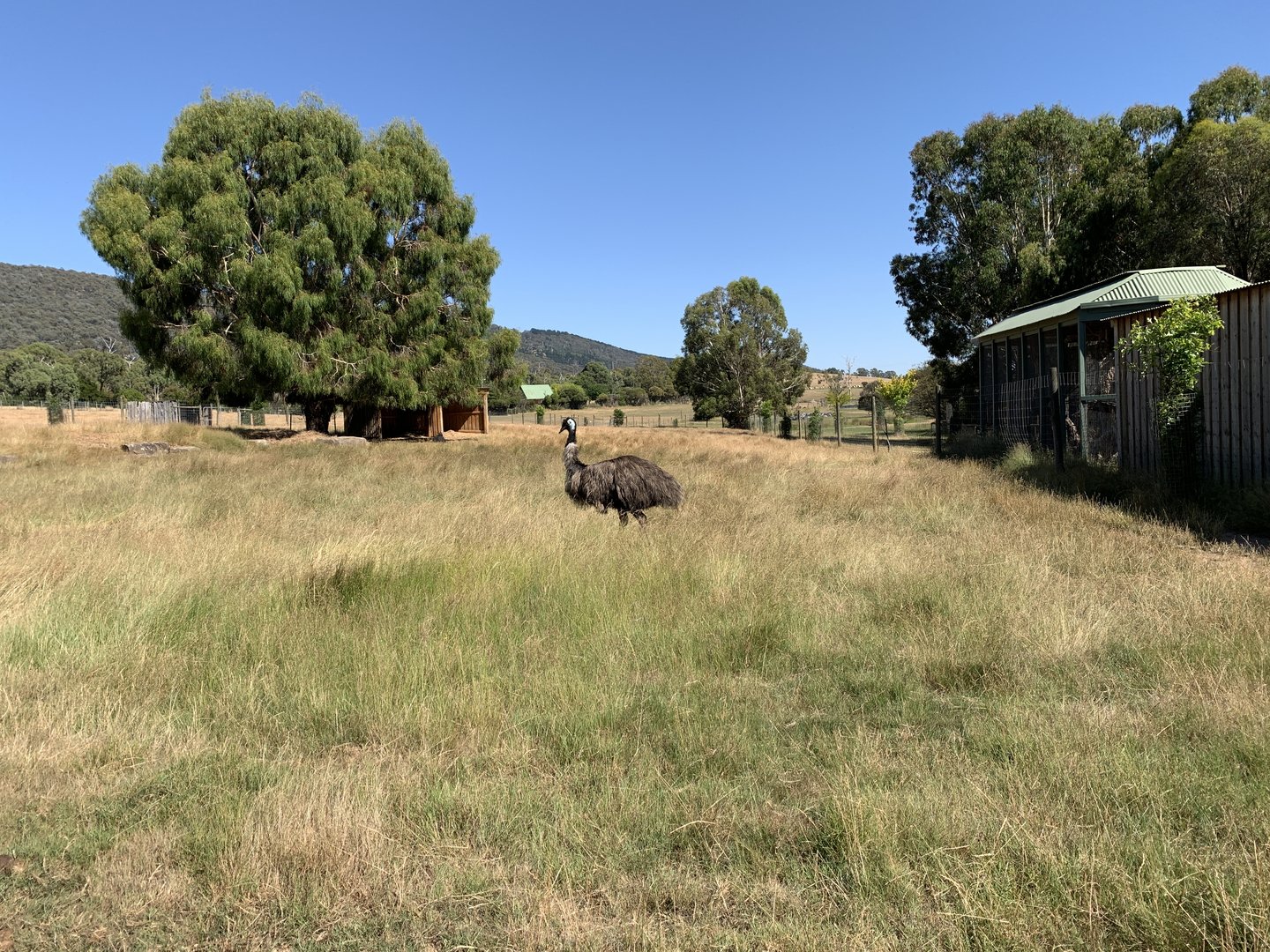Emu and Deer Paddock
