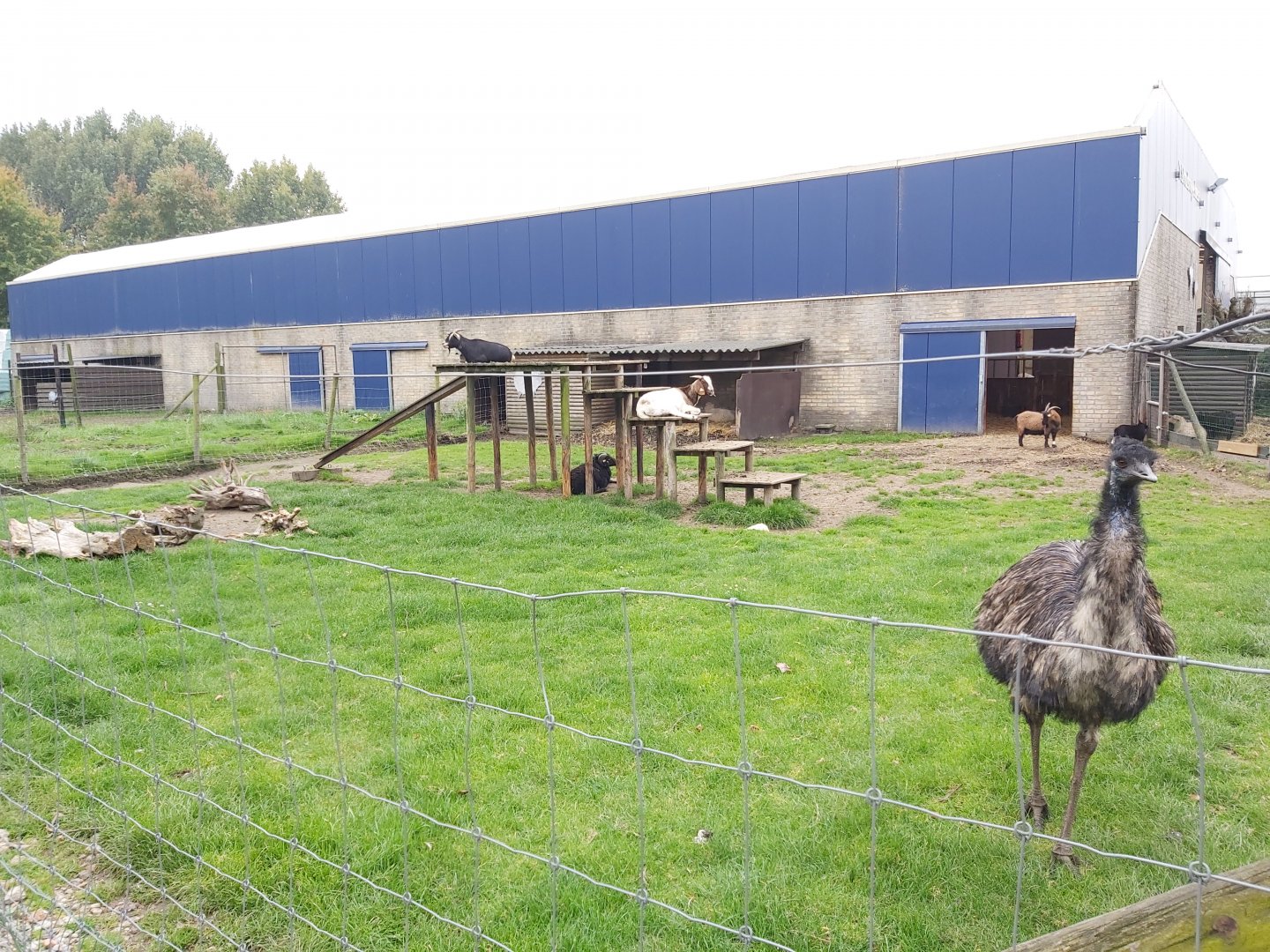 Emu and domestic goat enclosure