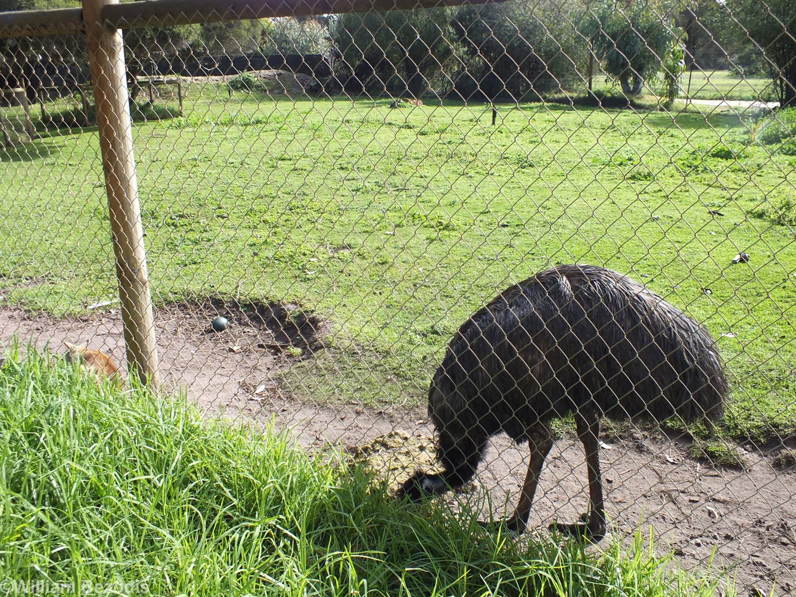 Emu and Egg - Caversham Wildlife Park