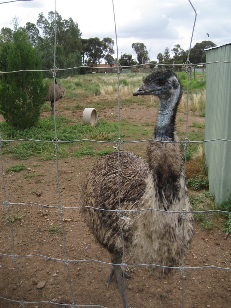 Emu and  enclosure