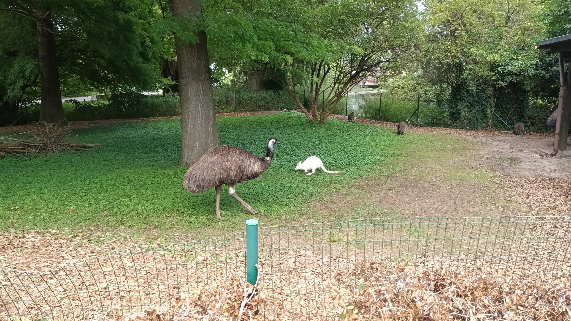 Emu and Frank the white Bennetts Wallaby