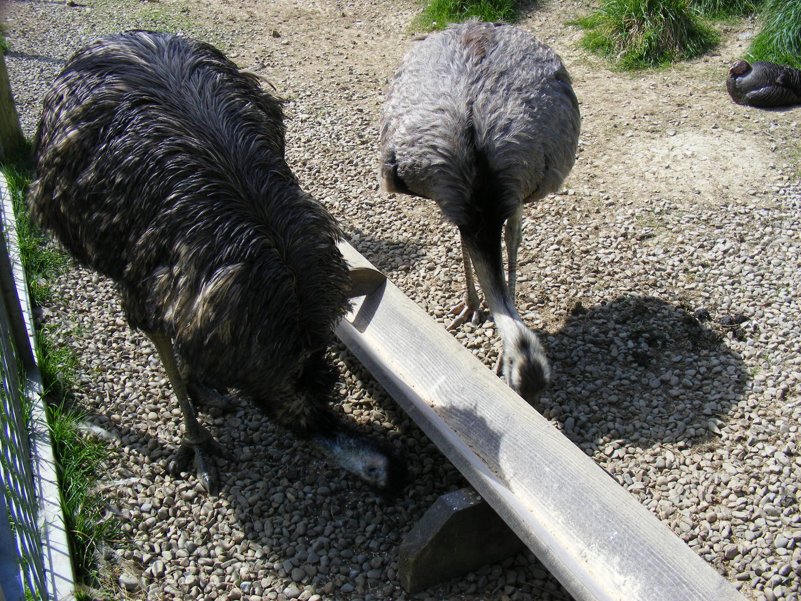 Emu and greater rhea at Trotters World of Animals, 15 May 2010