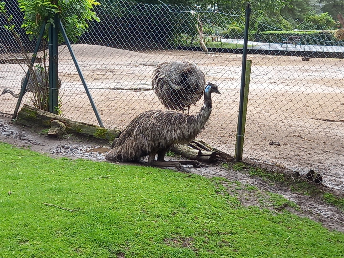 Emu and Greater Rhea