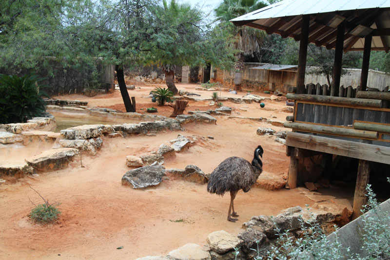 emu and kangaroo exhibit